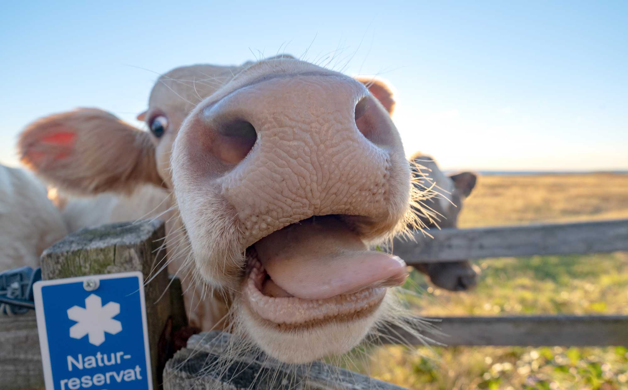Cows in Vejbystrand