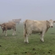 foggy cows
