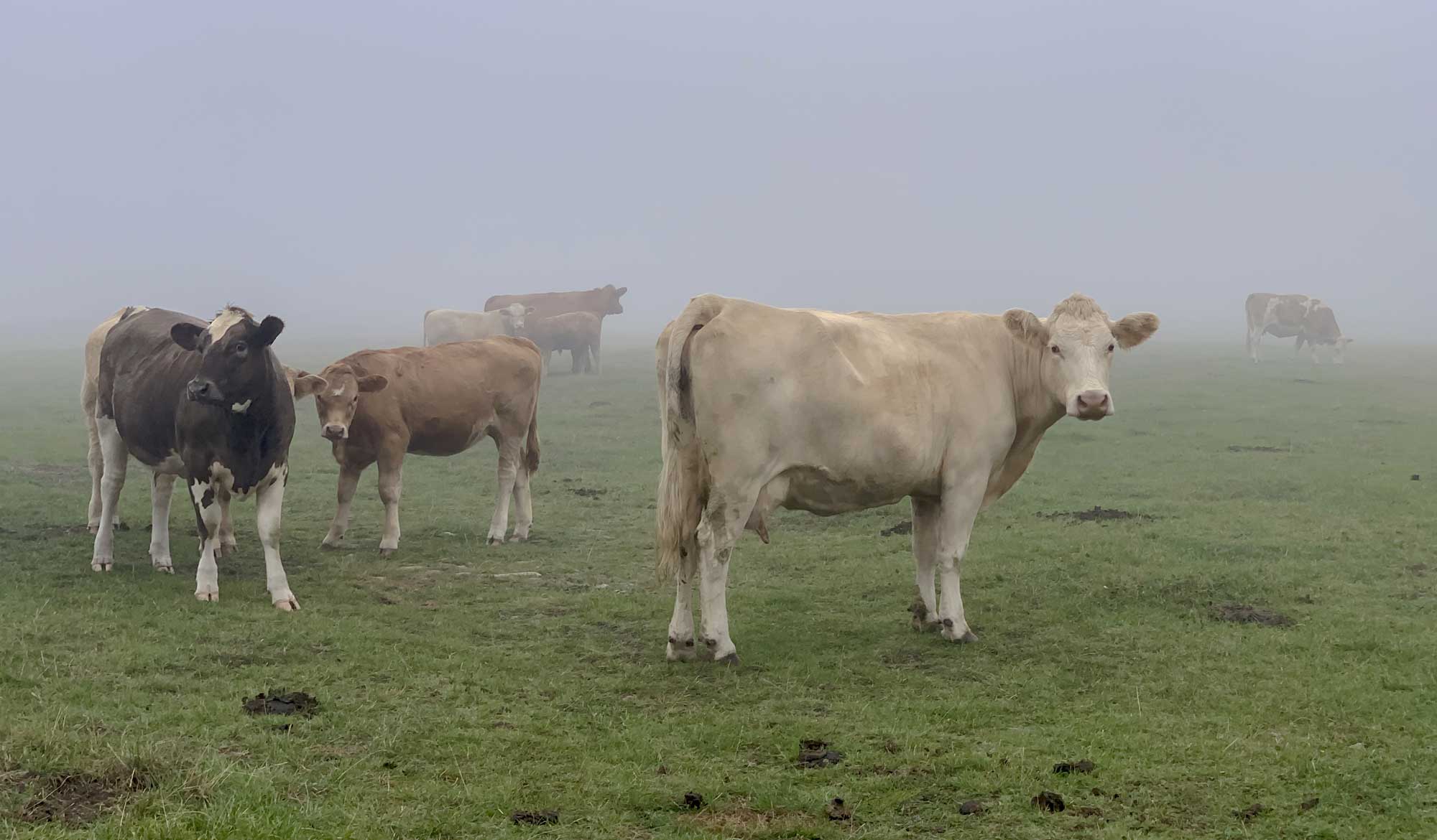 foggy cows