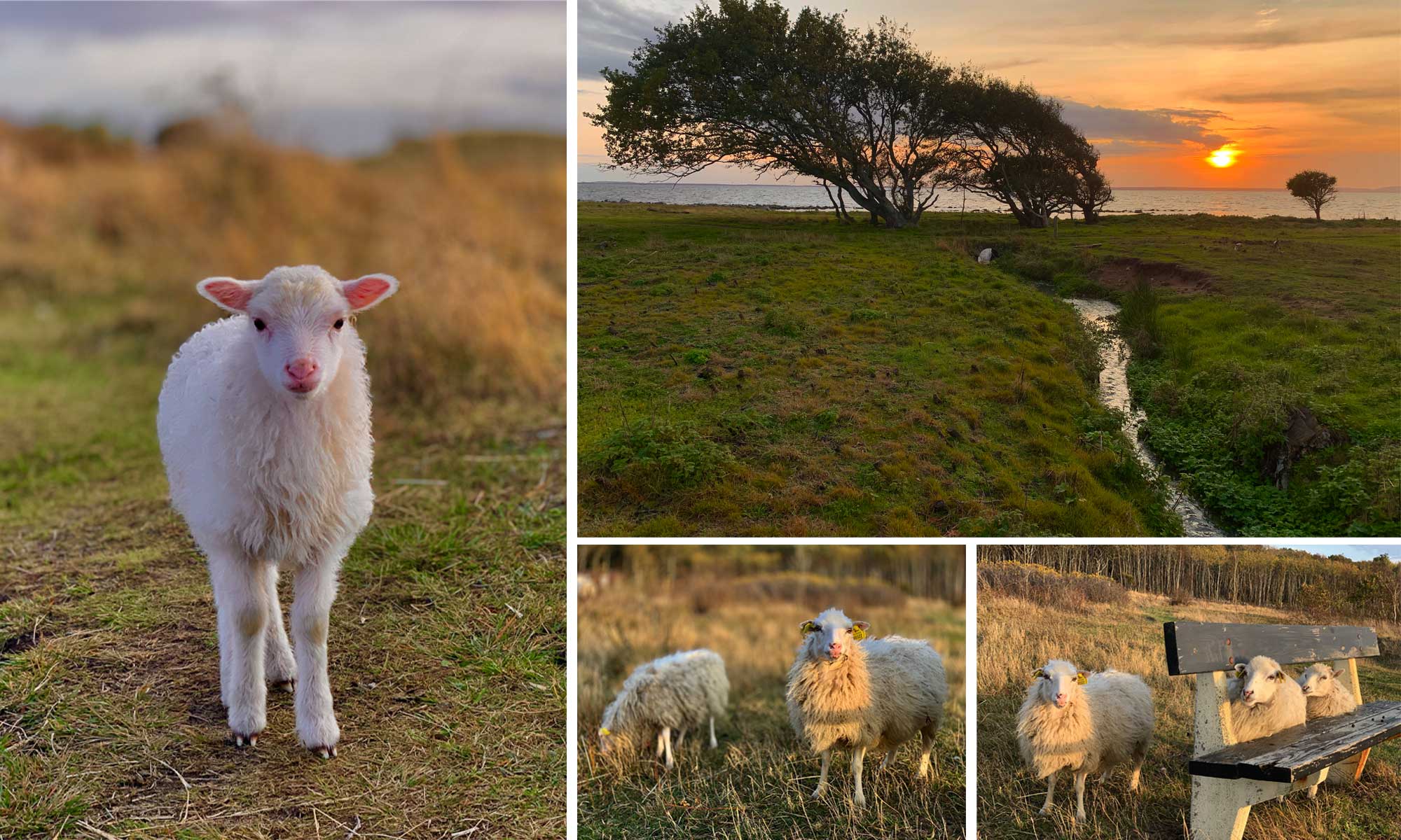 sheep and lamb at Magnarp Strand