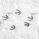 blackbirds