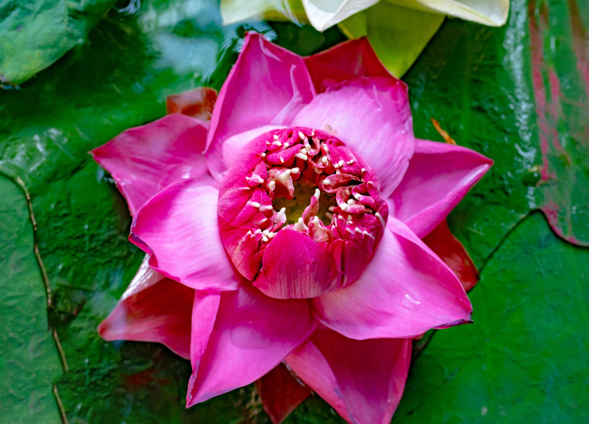 lily flower