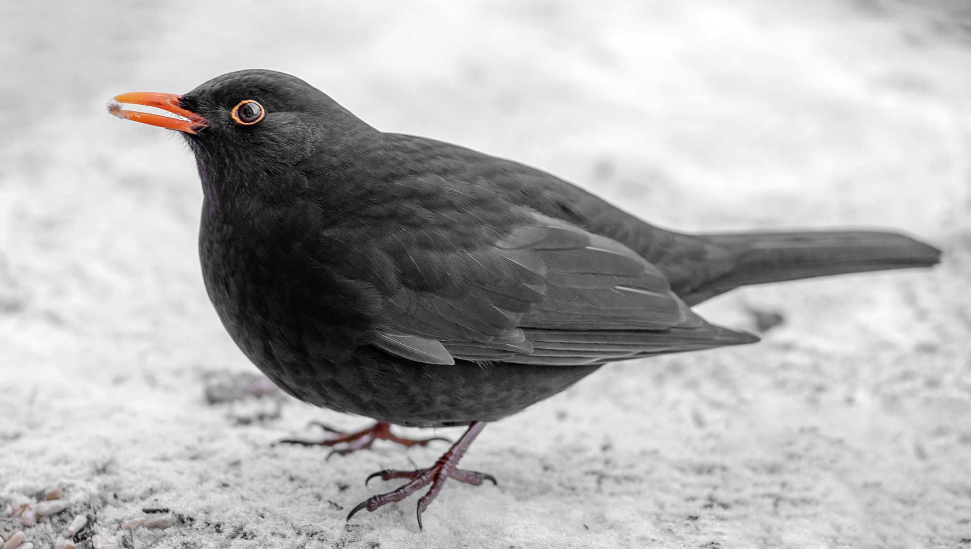 Blackbird Vejbystrand