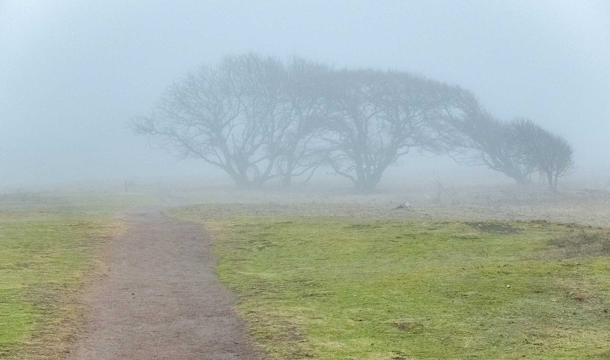 Foggy