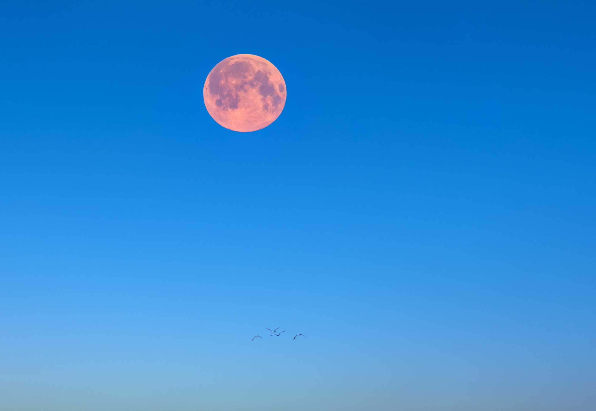 Pink Moon