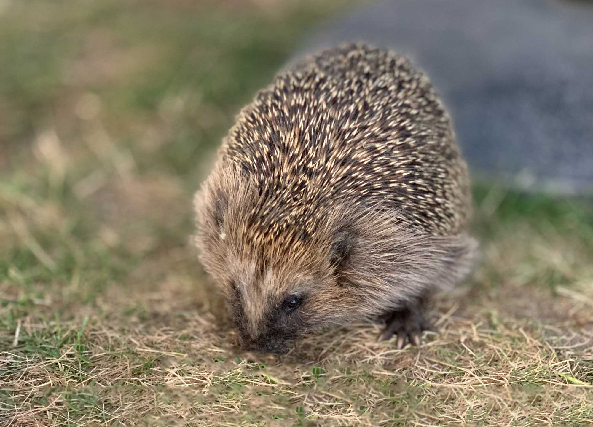 Porcupine