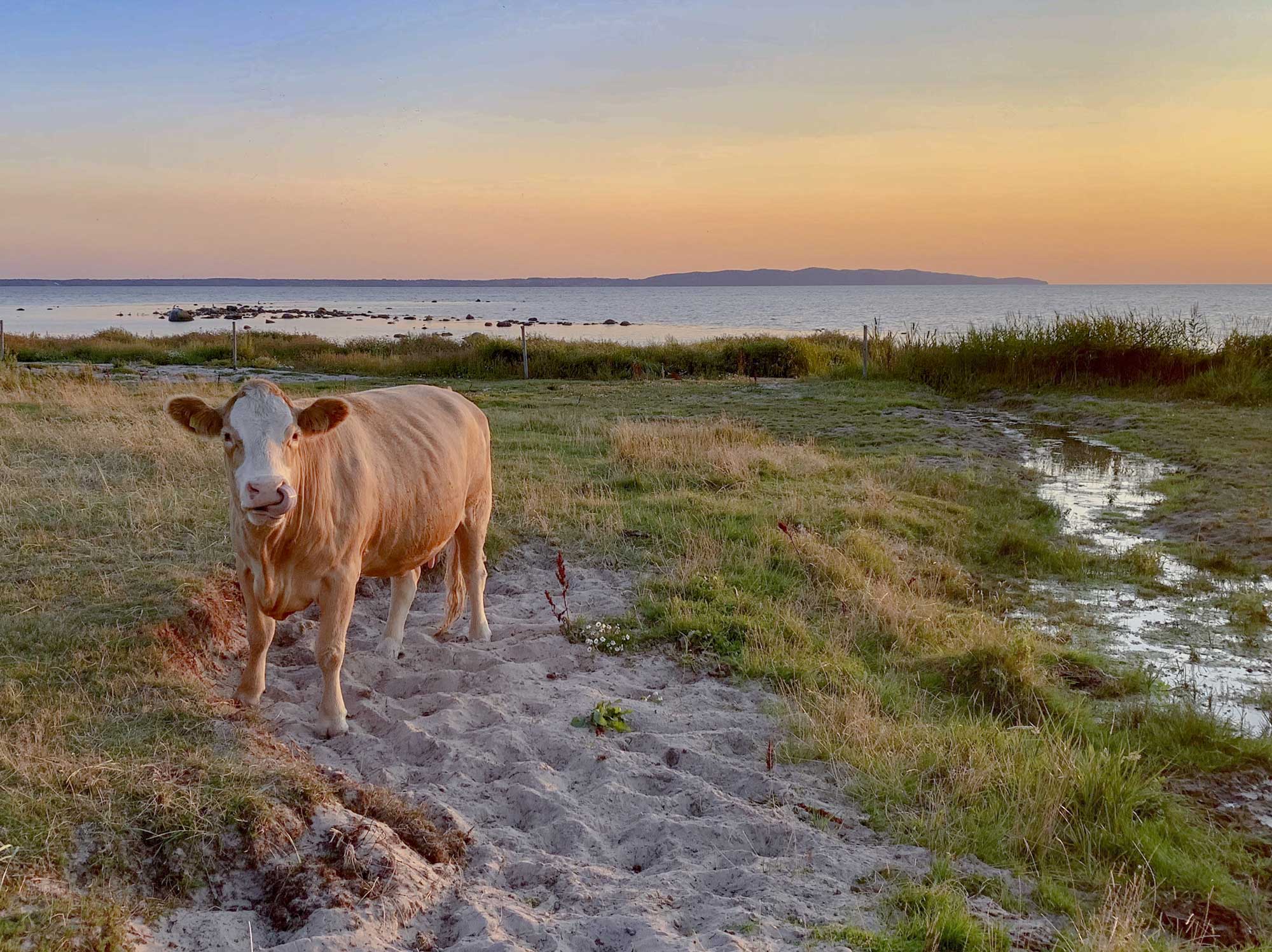 swedish cow