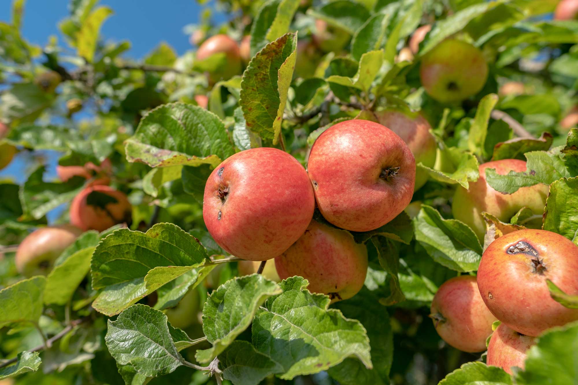 New Apples