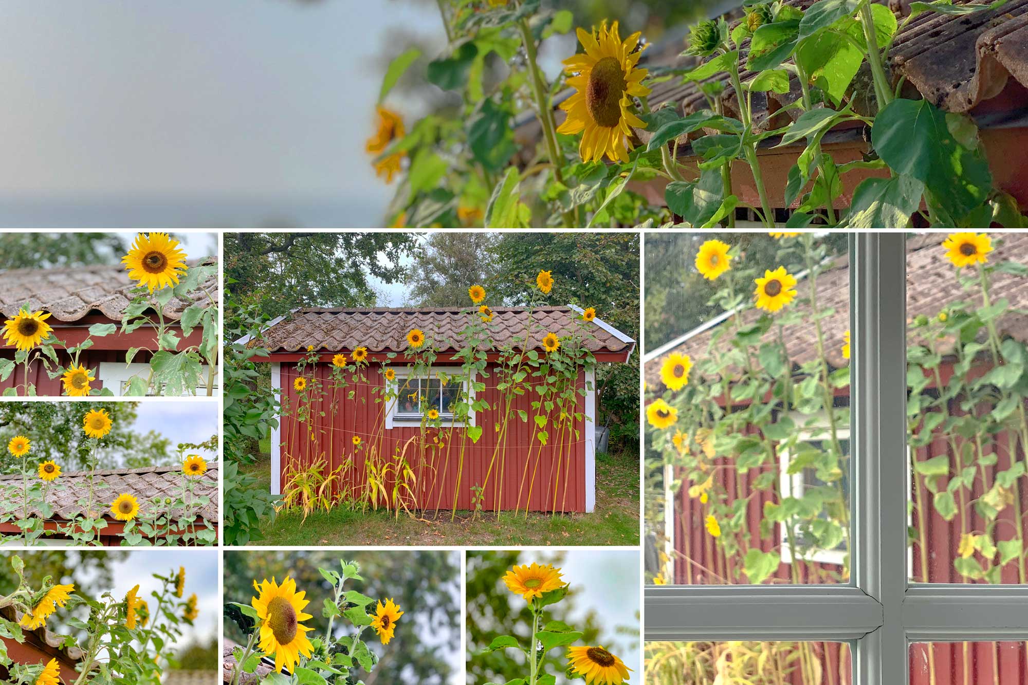 Sunflowers and Vincent van Gogh