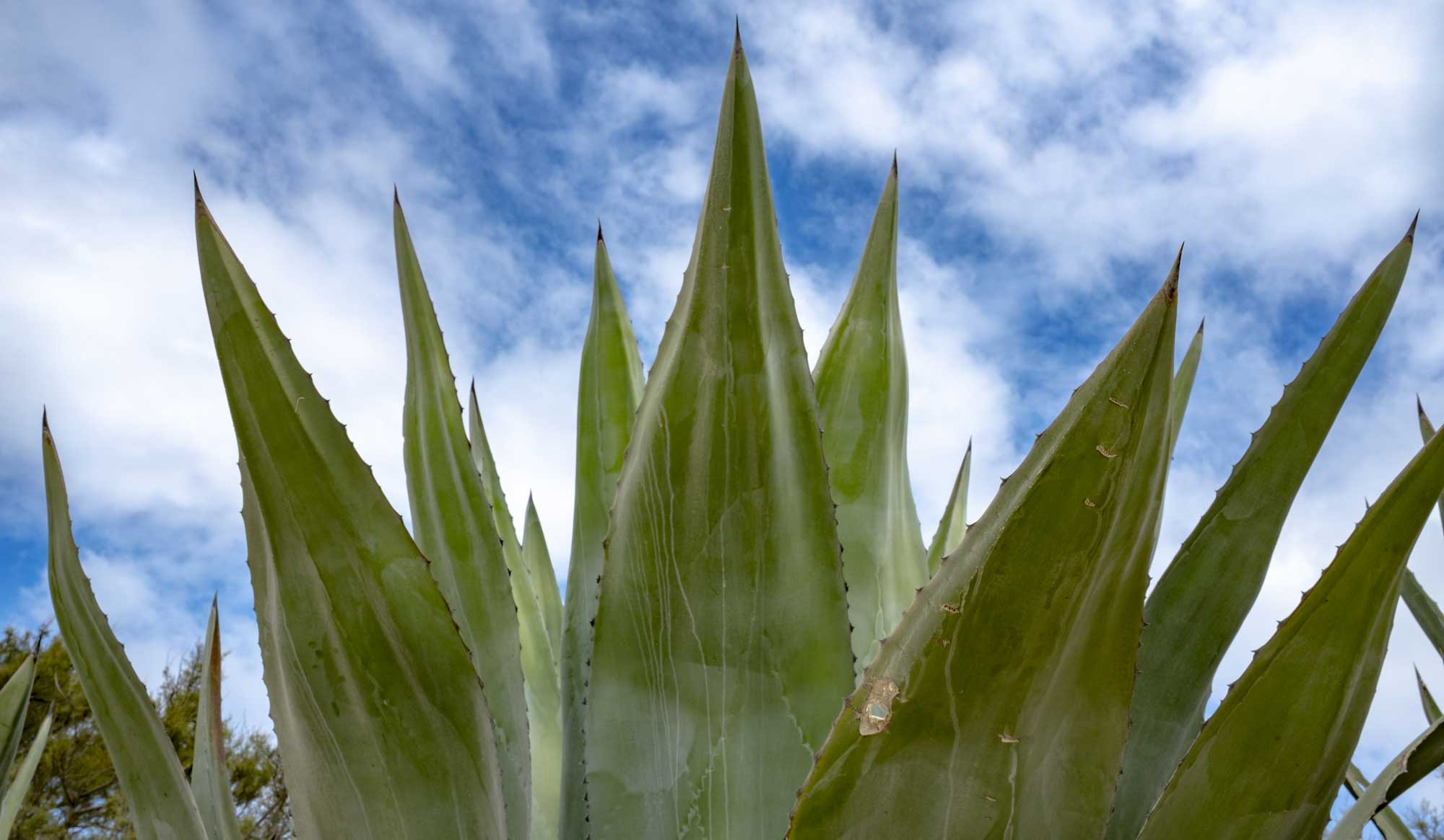 agave plant