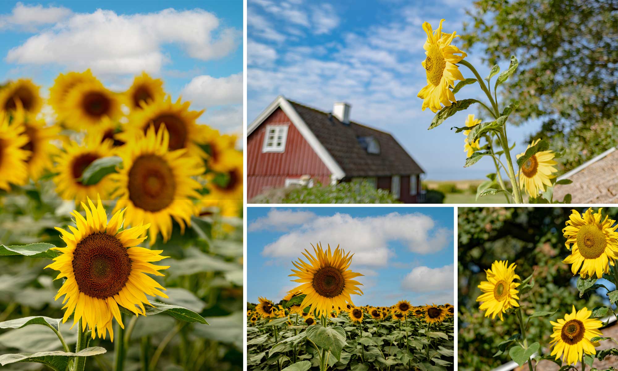 Ukraine Sunflowers