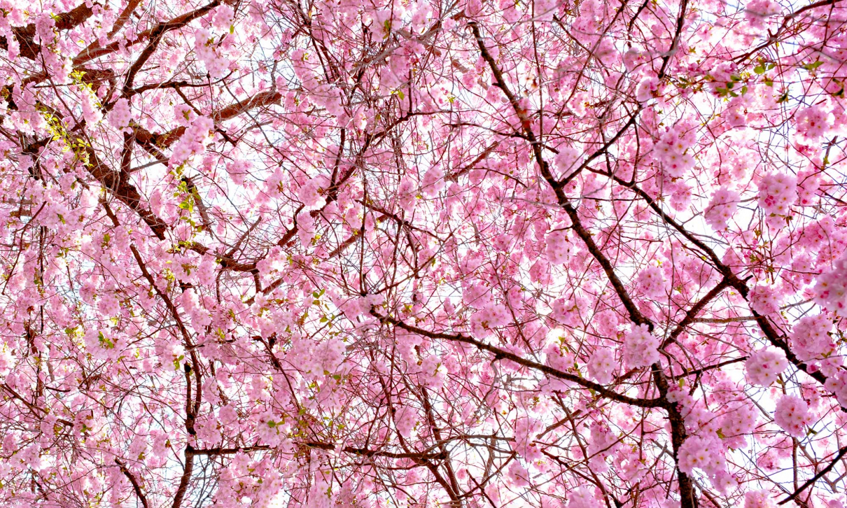 cherry blossom sakura stockholm