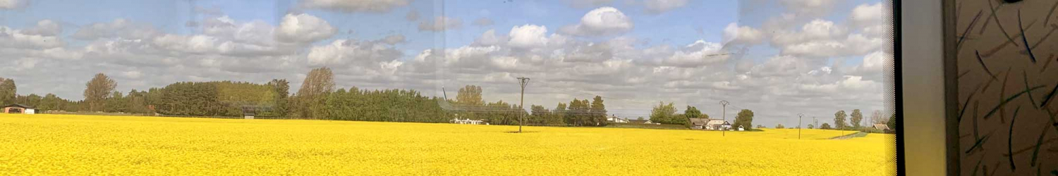 Canola Fields in Southern Sweden