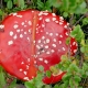 A Magic Mushroom found during a hike in Swedish Lapland