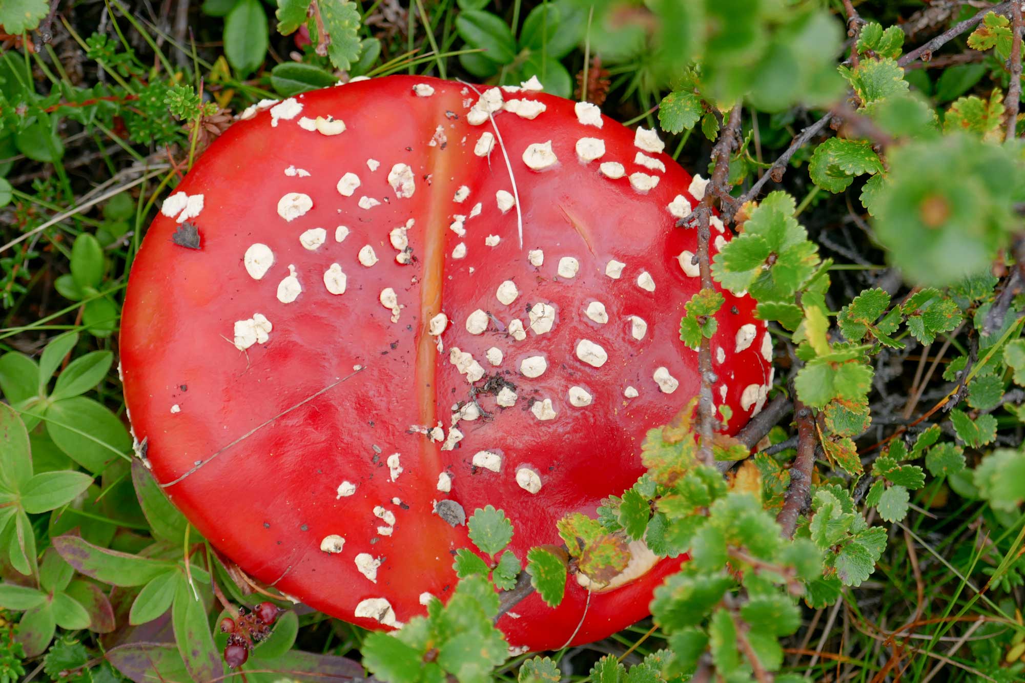 A Magic Mushroom found during a hike in Swedish Lapland