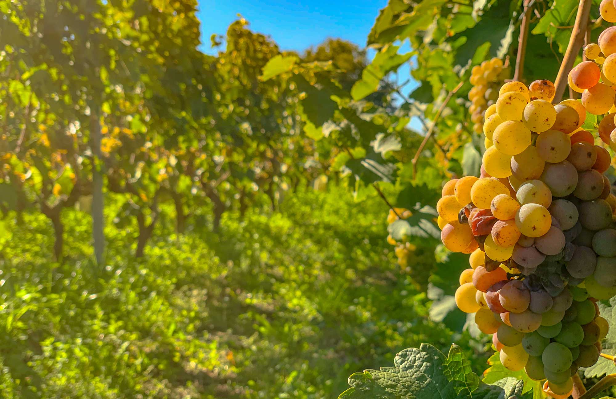 sour grapes near Château d’Amboise