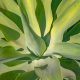 Agave