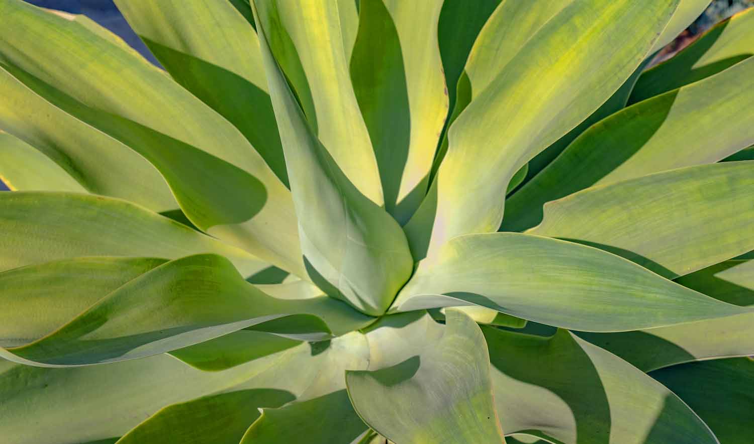 Agave