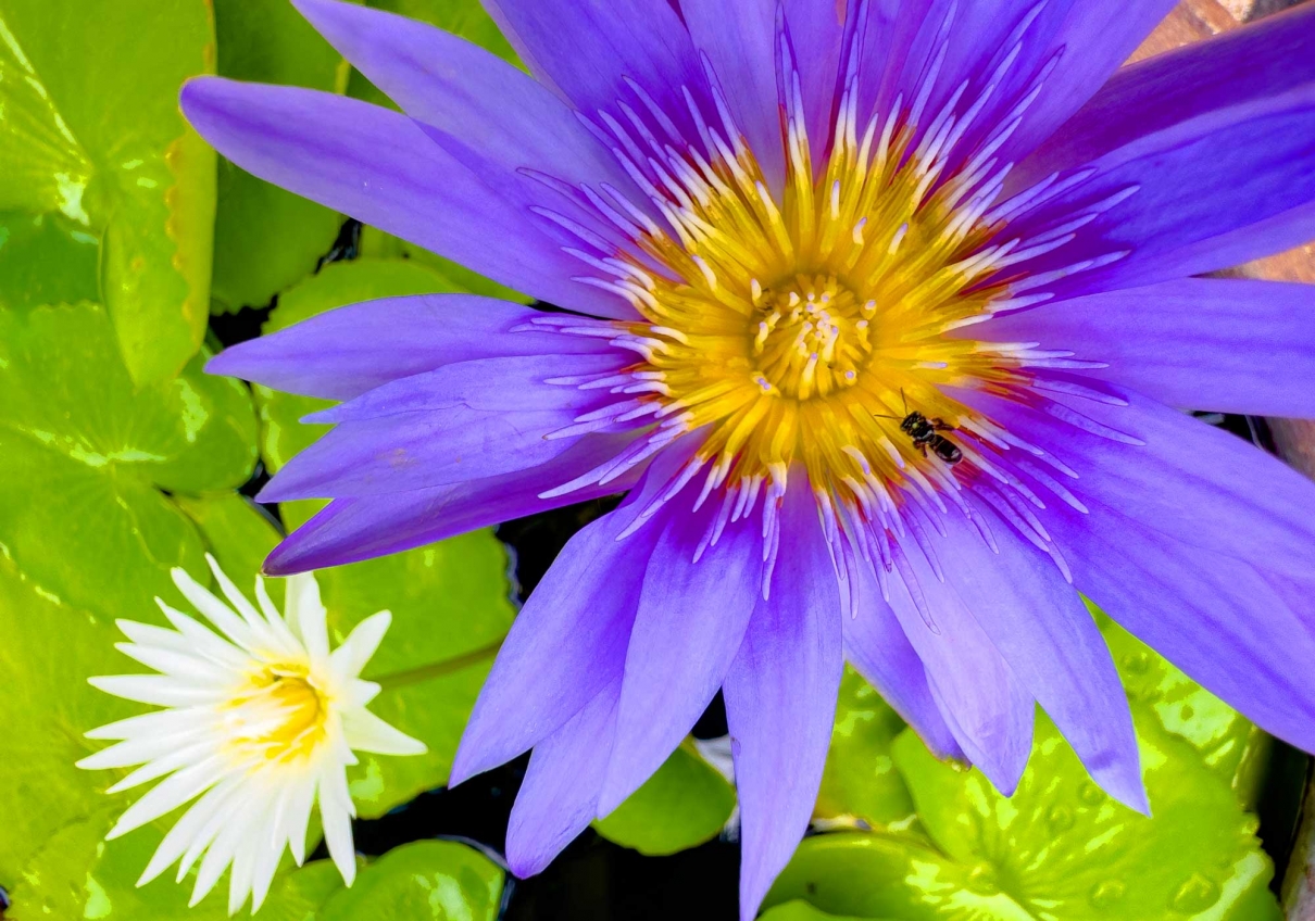 Flower Power