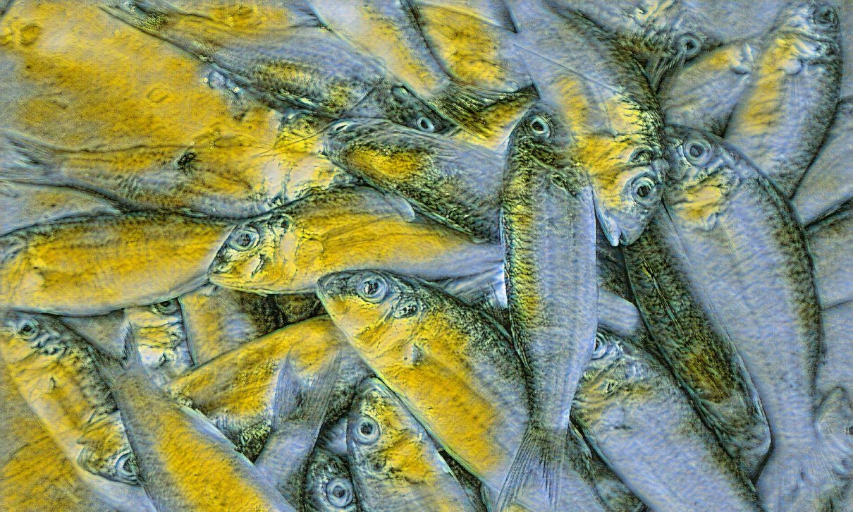 Little Fishies
