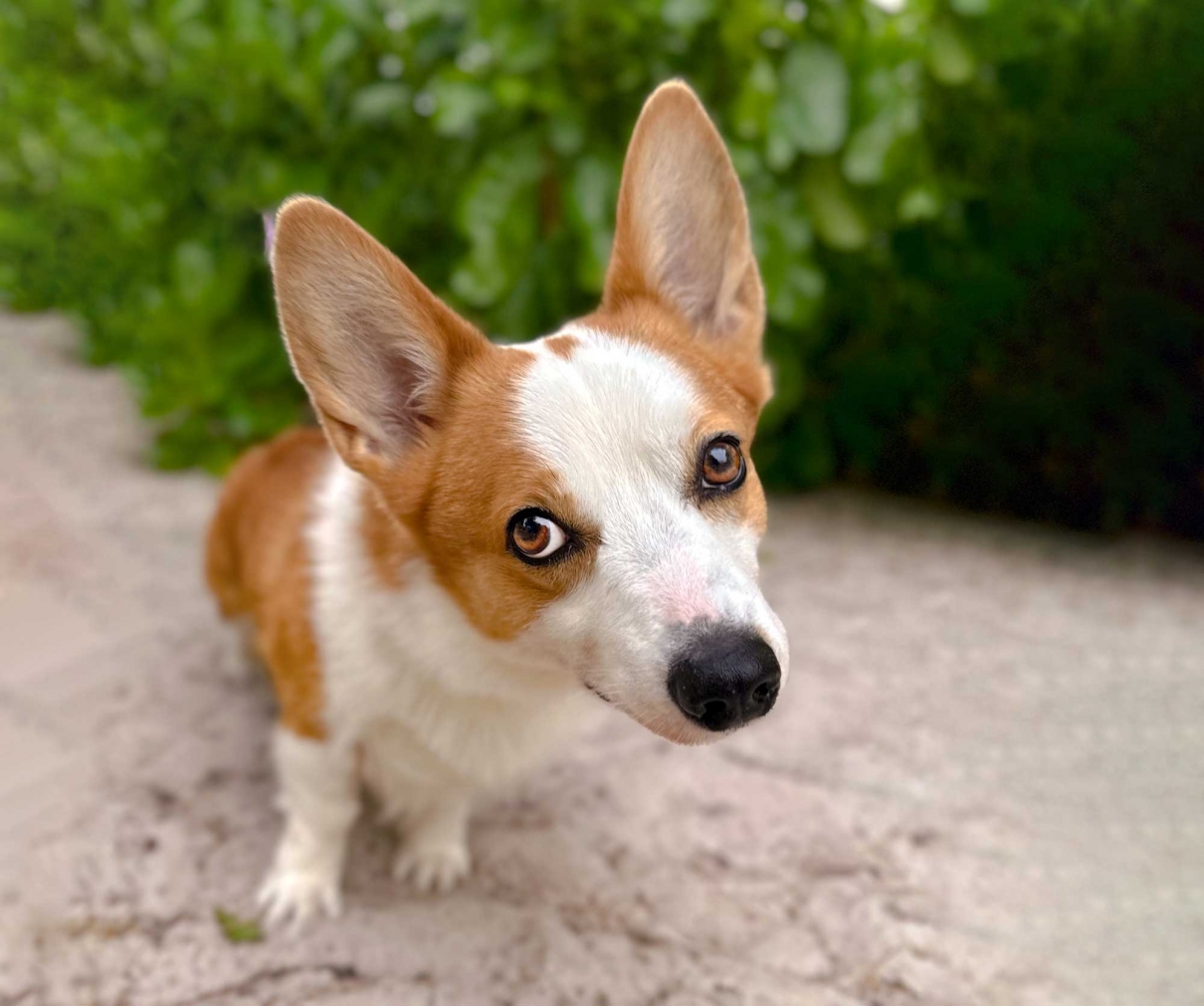 Corgi Dog Hua Hin