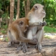 Monkey Business