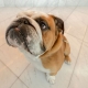 I'm a dog lover