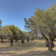 Olive Grove in Rhodes, Greece