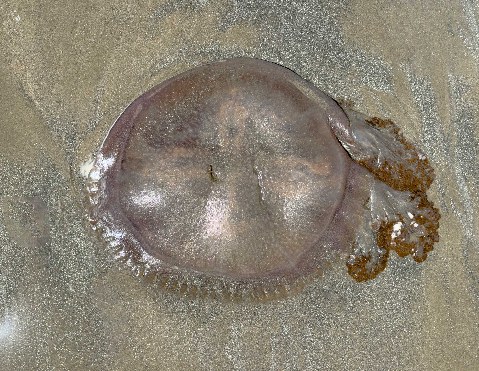 Giant Jellyfish on the beach
