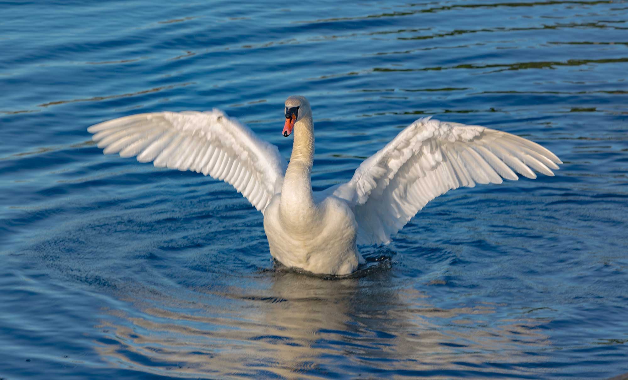 Swedish Swan