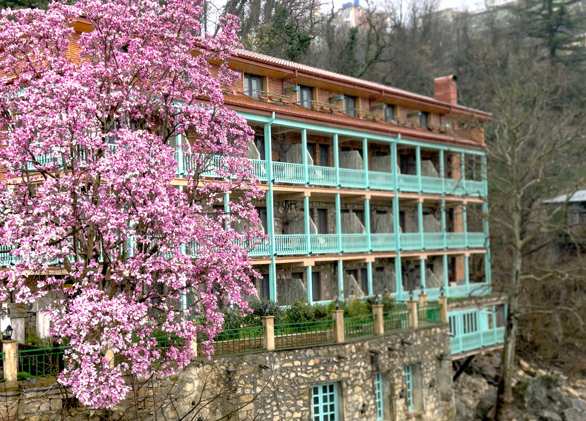 Magnolia flowers blossoming in Kutaisia