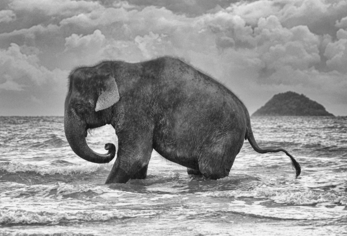 Elelphant Bathing Koh Chang
