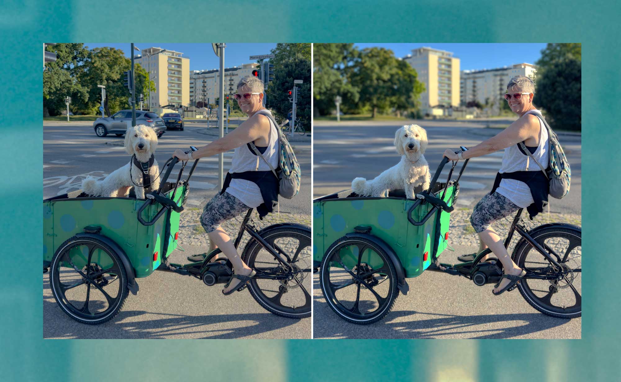 Dog and Bike