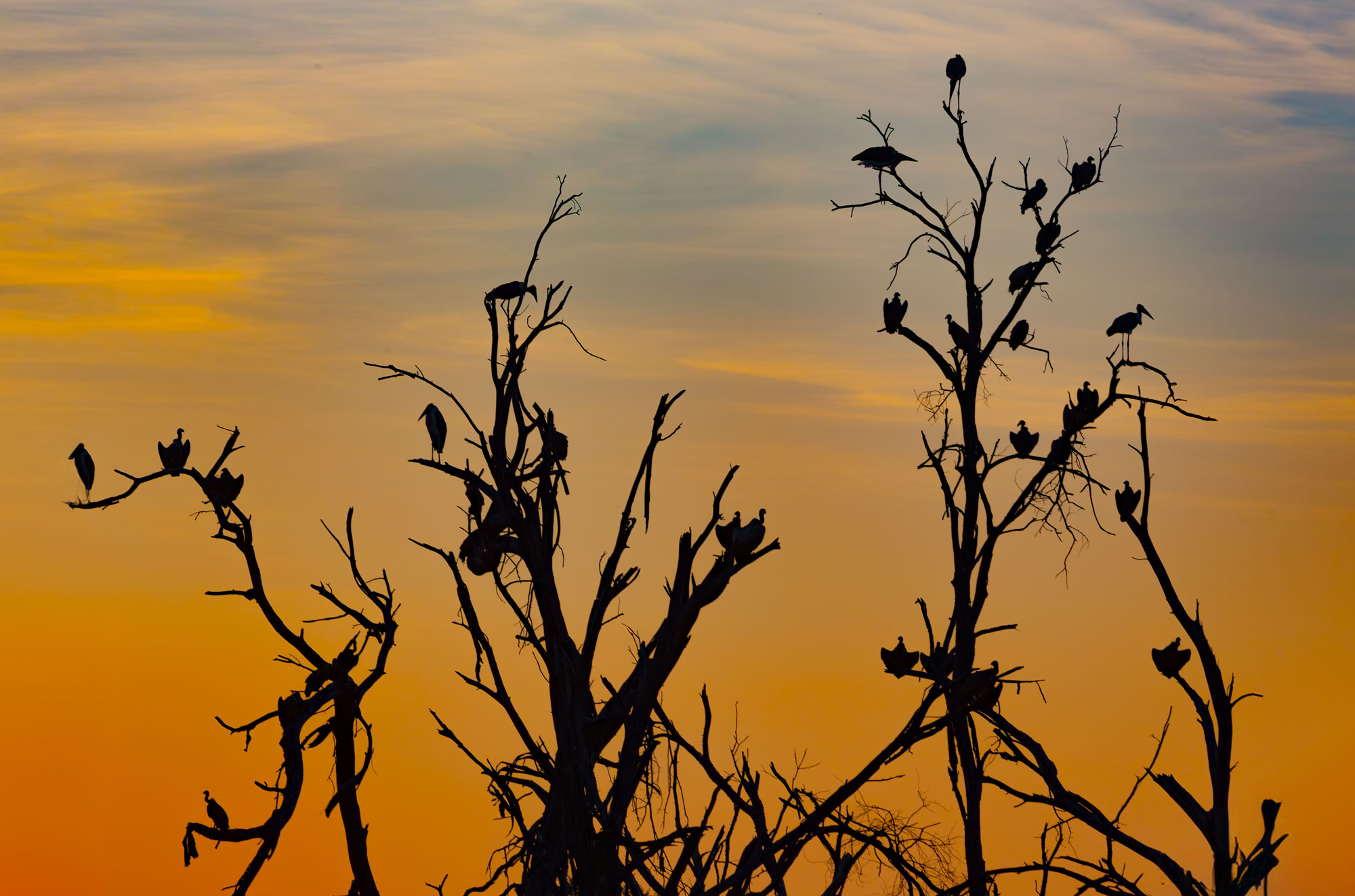 Birds during a sunset in Botswana