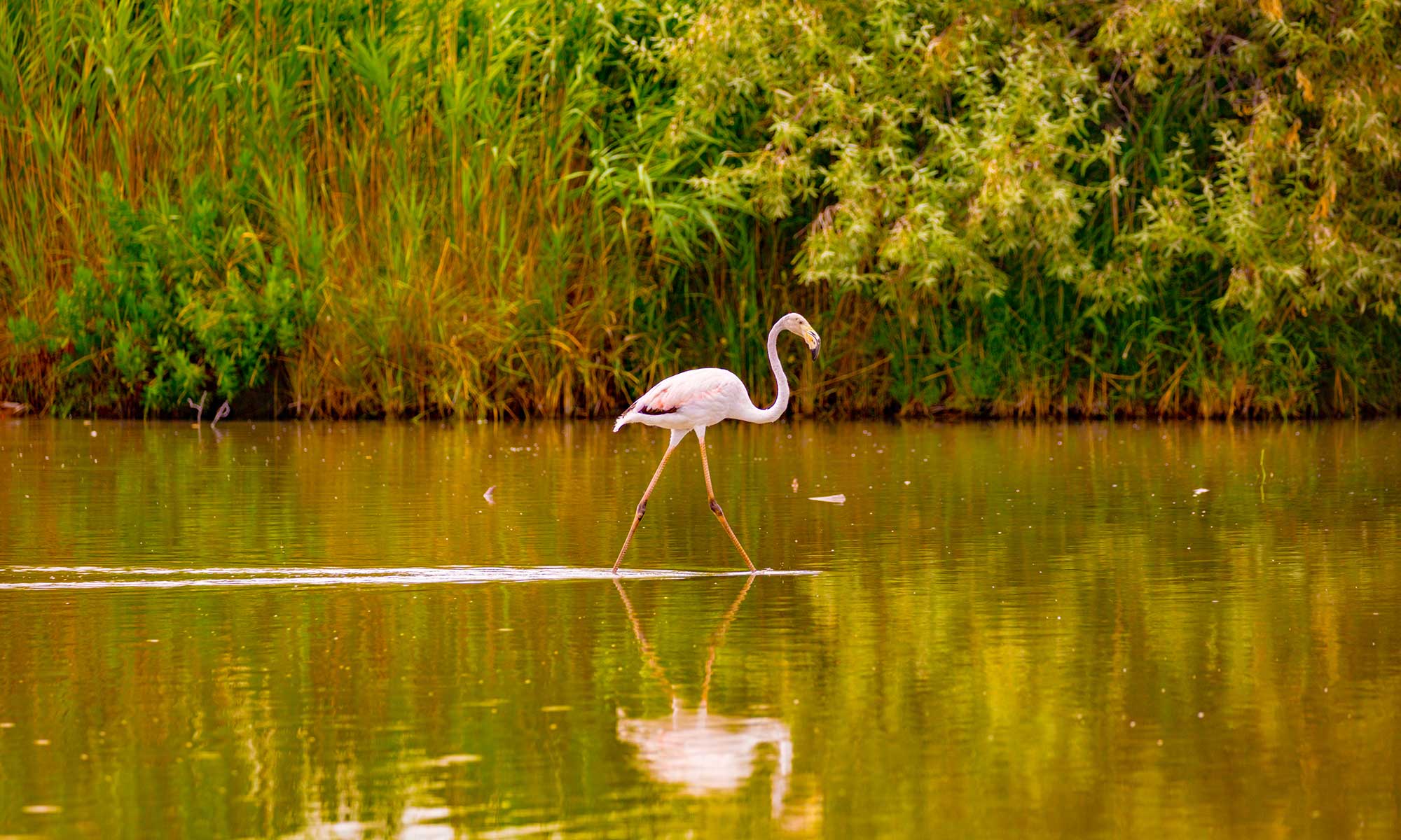Flamingos of Camargue