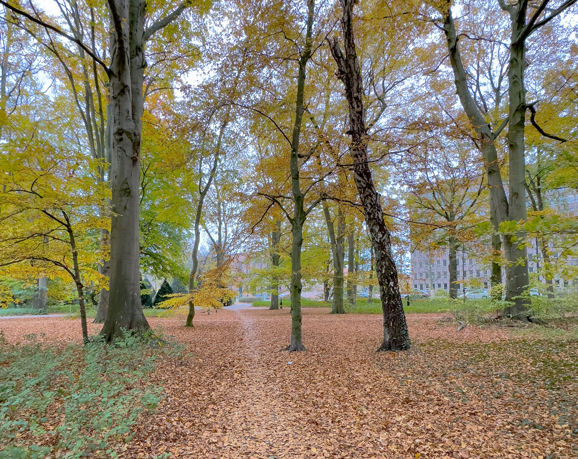 Fall in Malmö