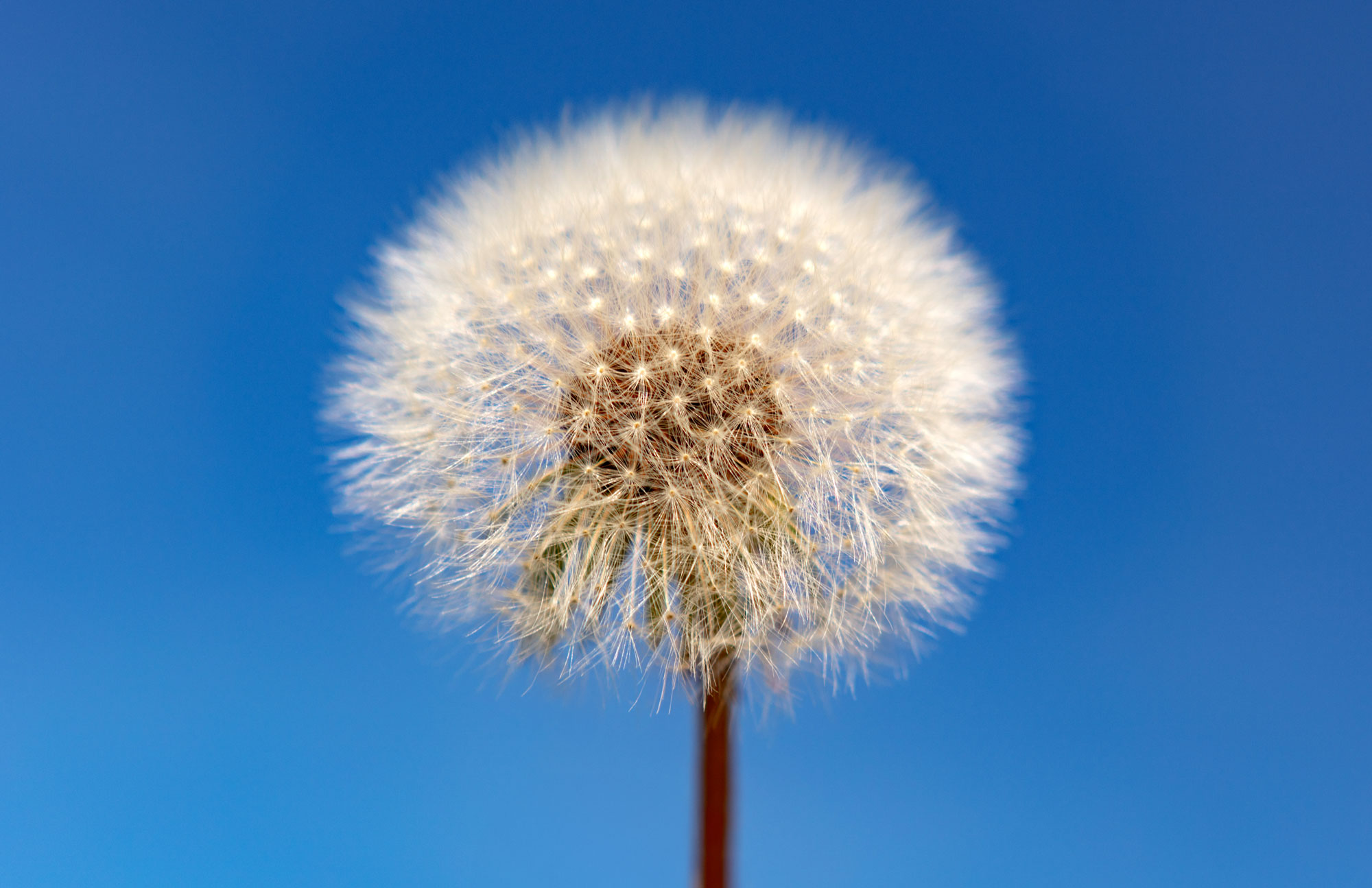 Dandelion Distraction