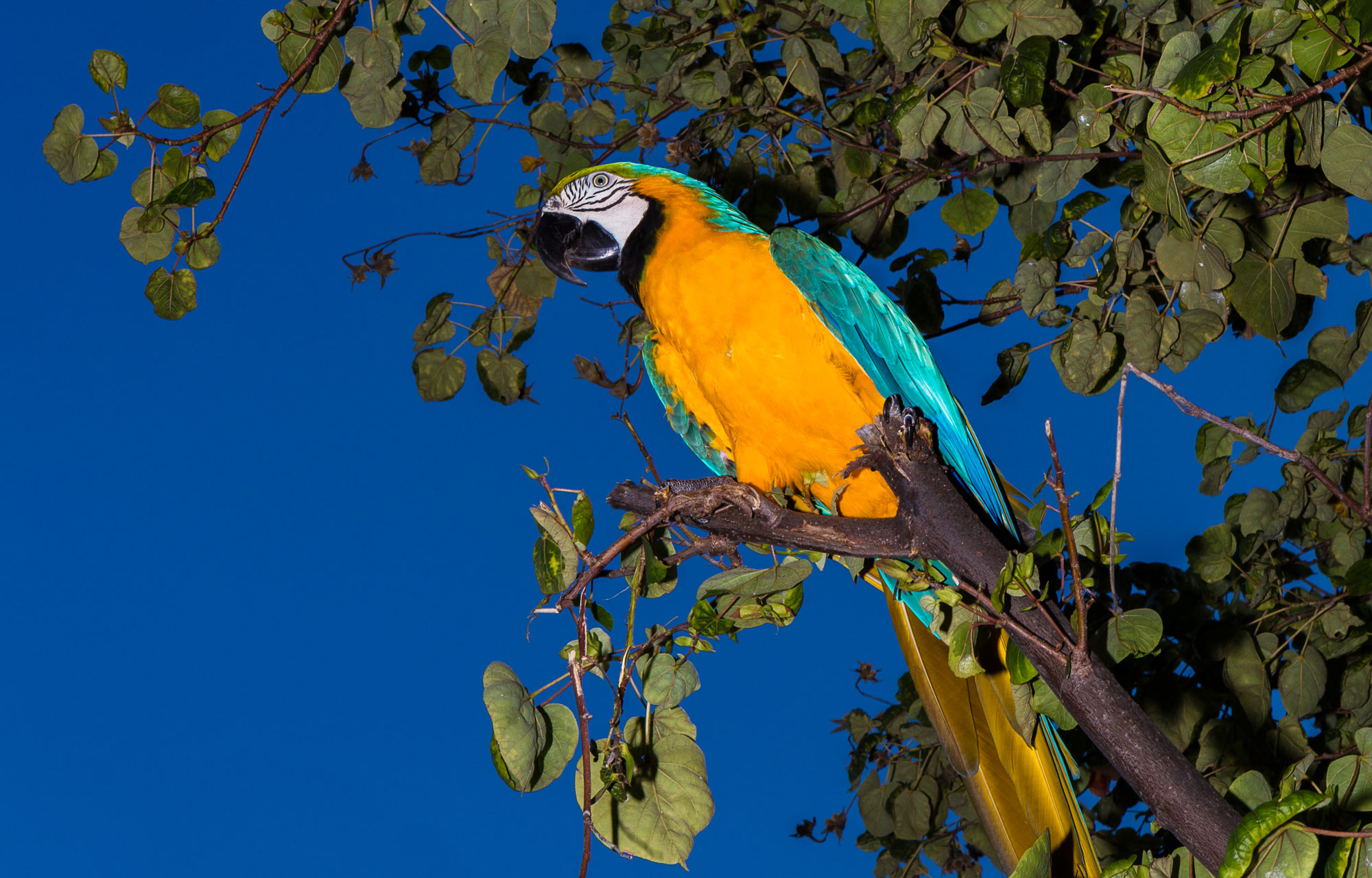 Prisoner in Paradise