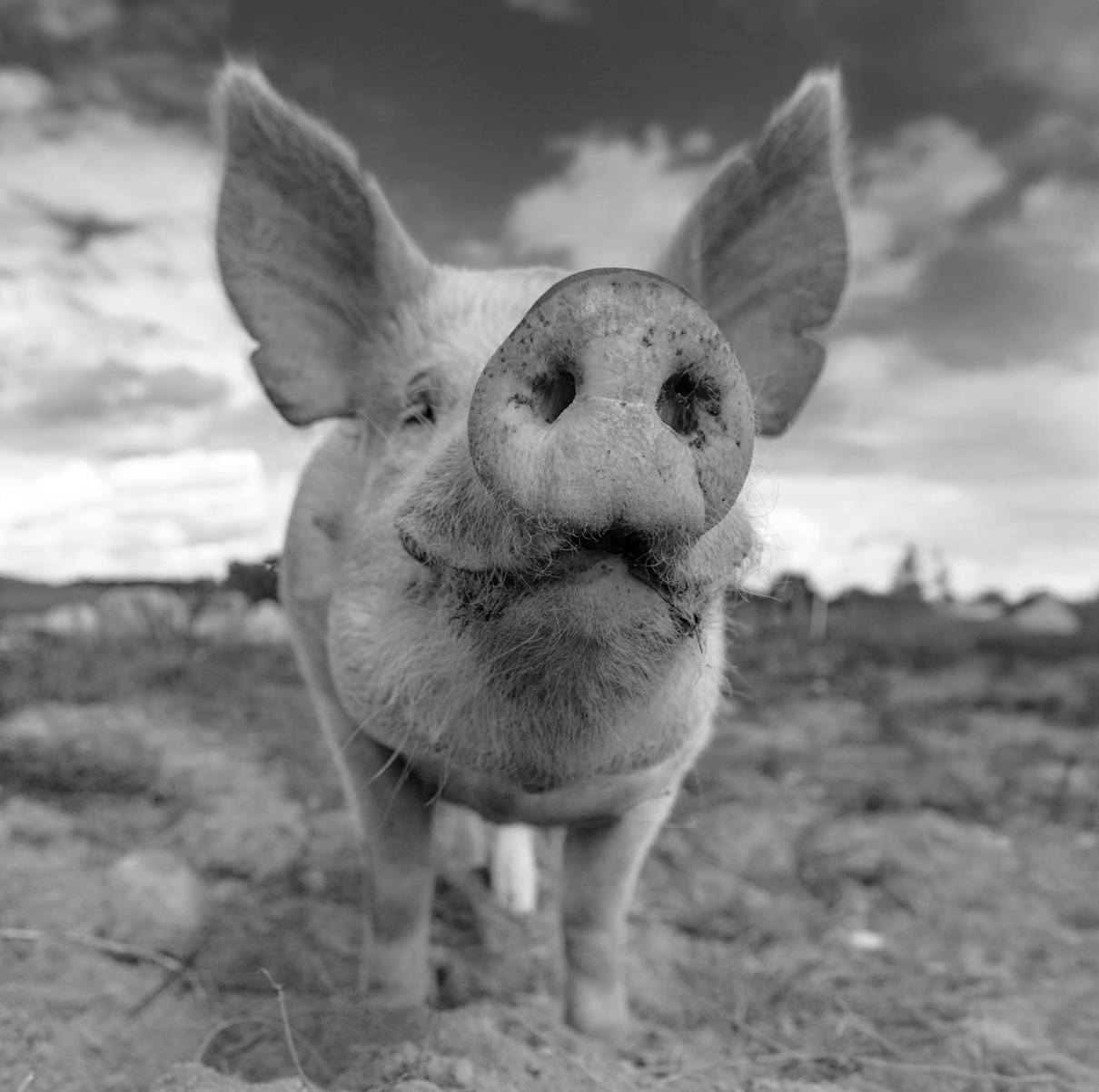 Swedish pig