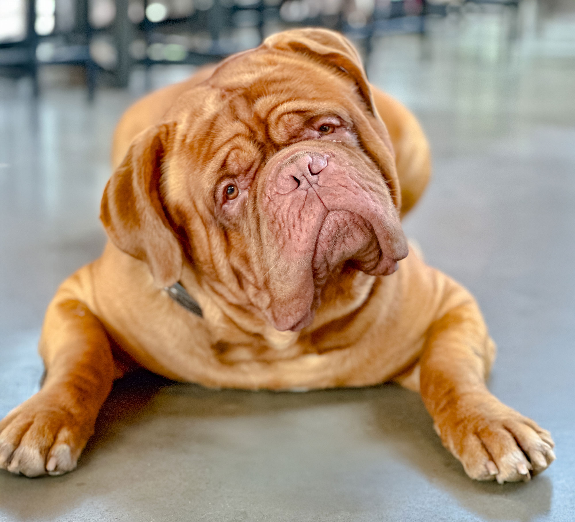 Dogue de Bordeaux, also known as a French Mastiff