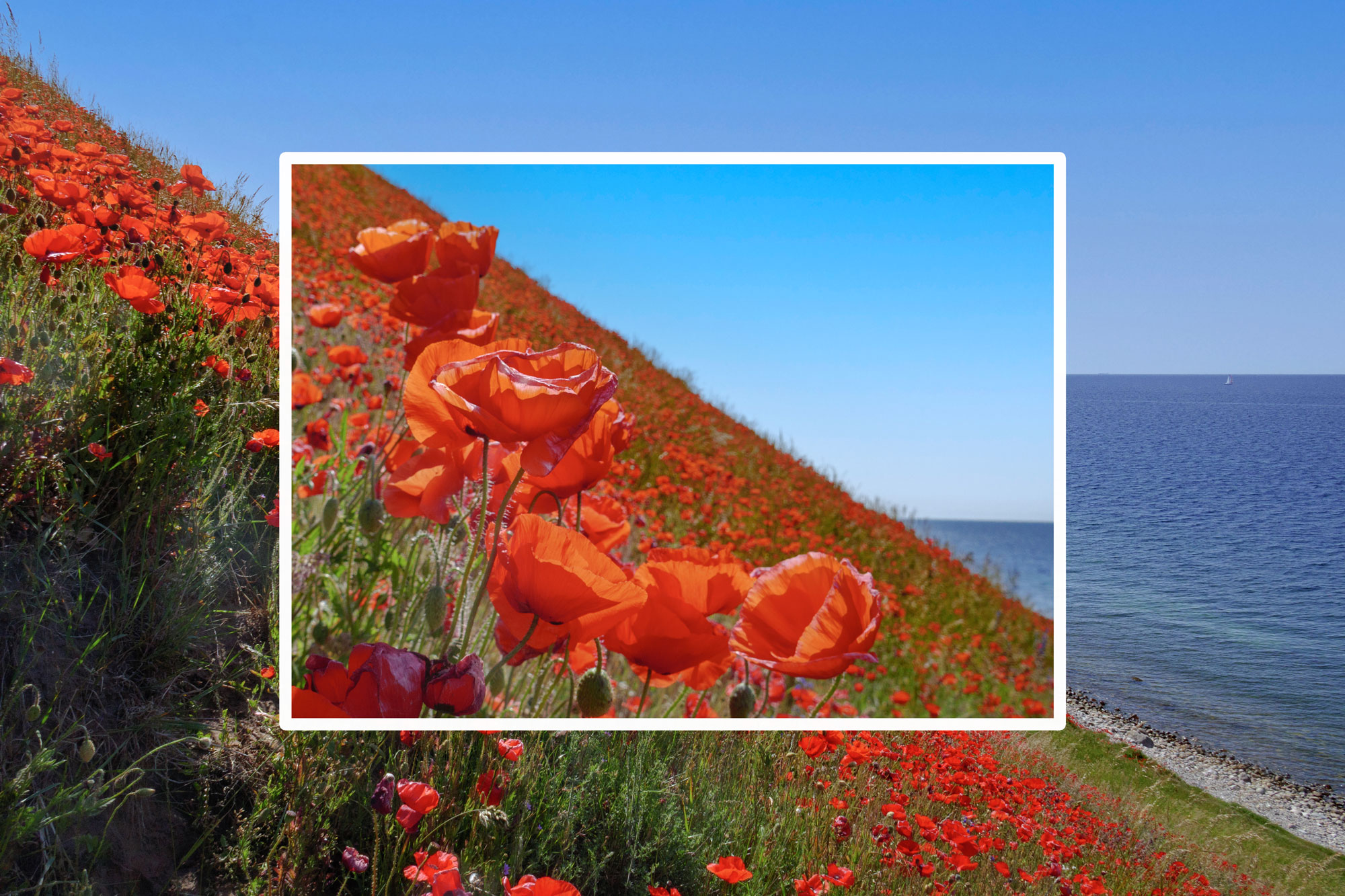 Poppies in bloom just outside of Kåseberga in Österlen, Sweden in June of 2025.