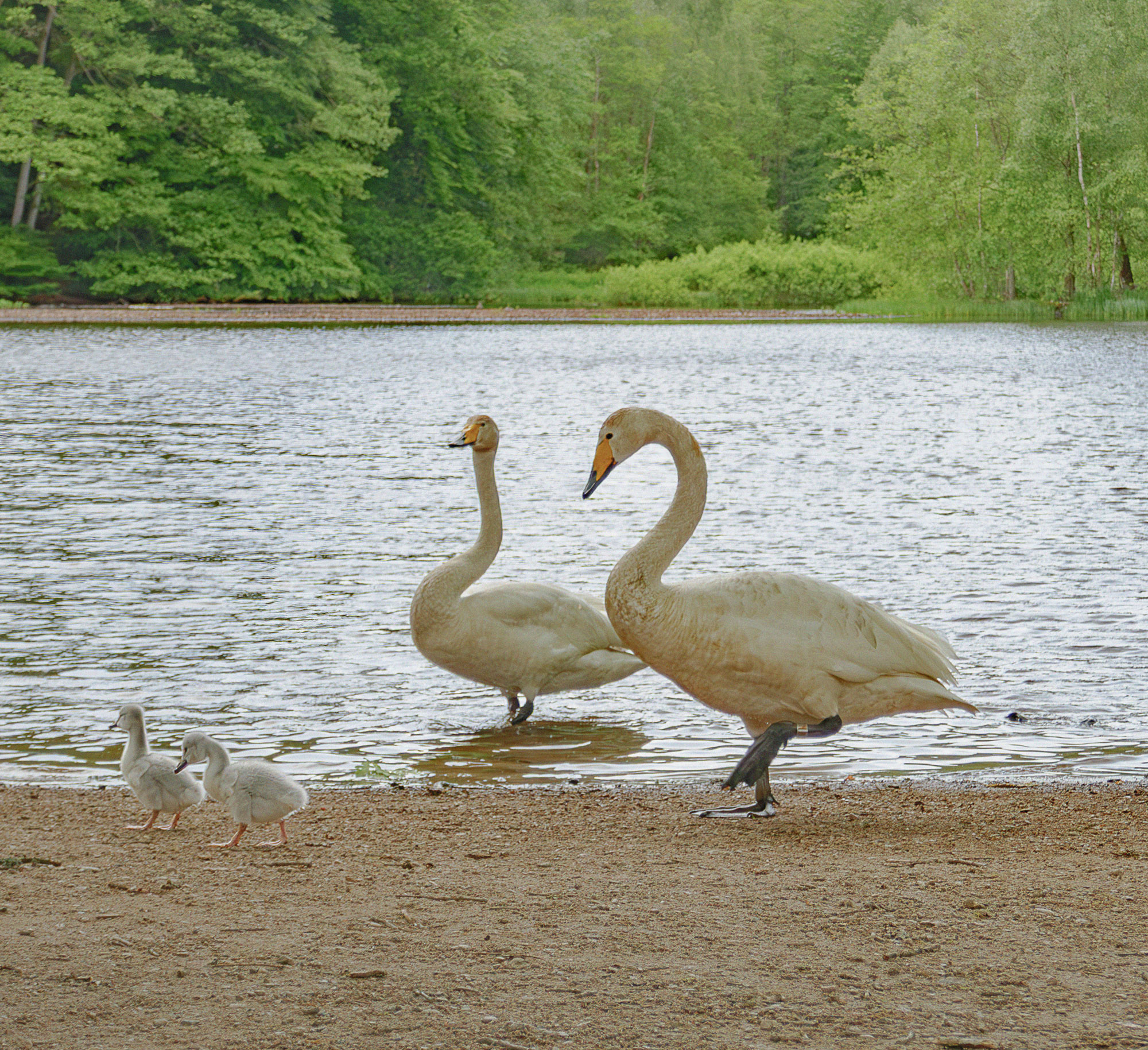 Swan familyy at Söderåsens National Park in Skåne.
