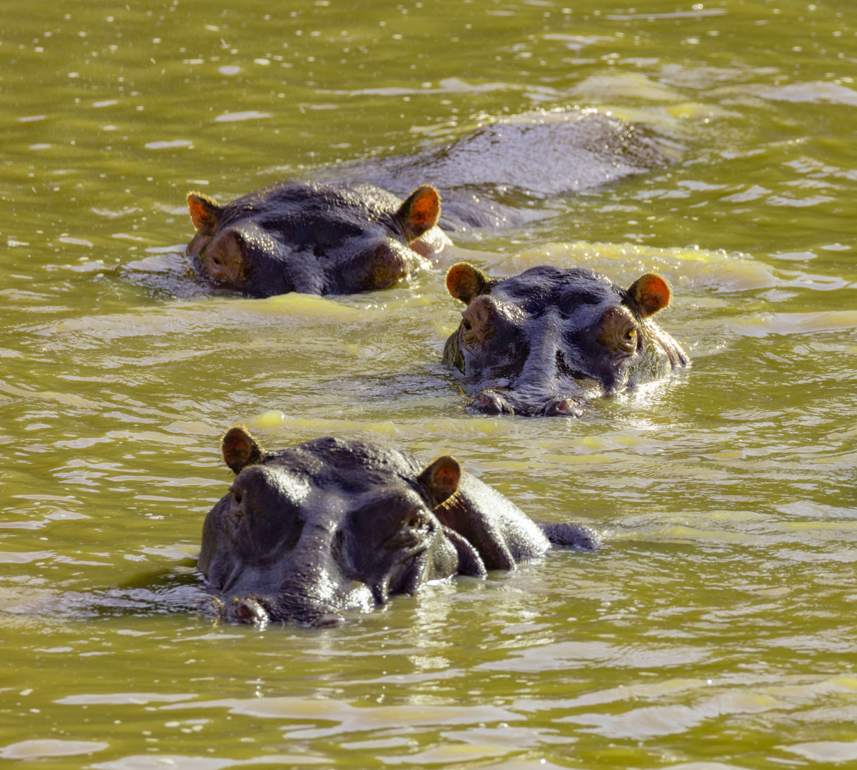 Safari Book Hippos