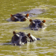 Safari Book Hippos