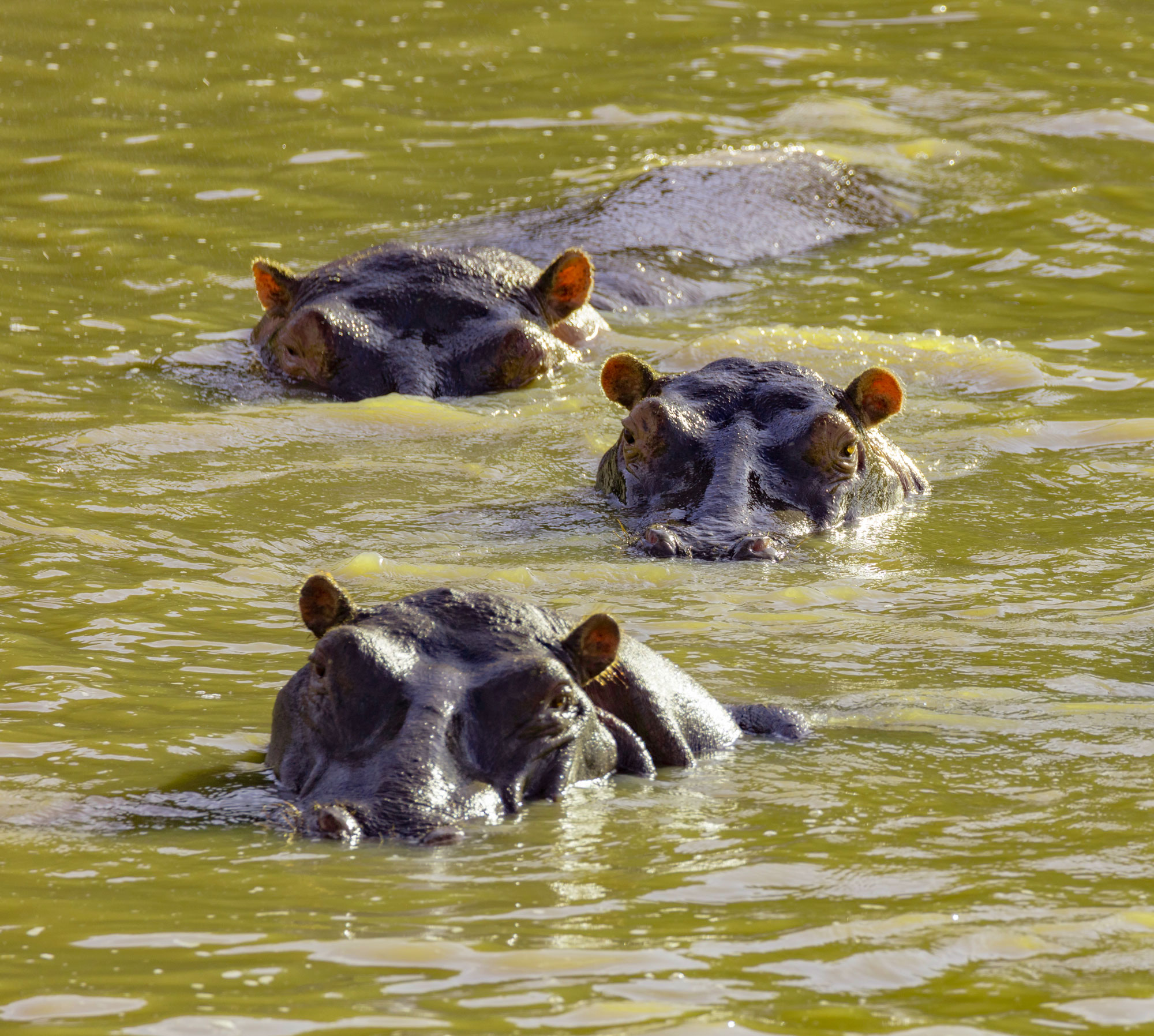 Safari Book Hippos