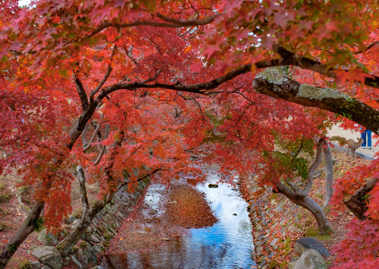 Japanese Maple