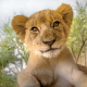 A cute lion cub from my visit to a lion orphanage in South Africa.