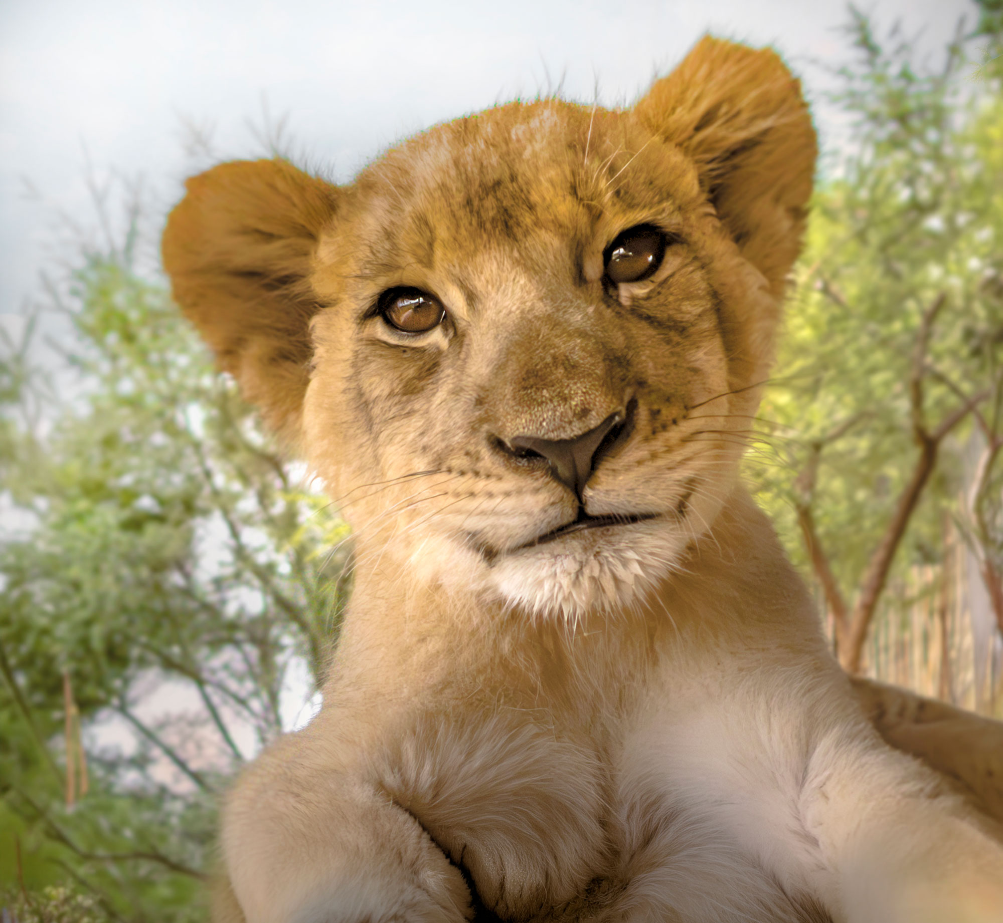 A cute lion cub from my visit to a lion orphanage in South Africa.