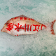 Fish Market Tsukiji in Tokyo Japan