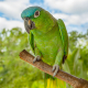 I captured a portrait of this parrot while on a press trip in Guatemala